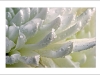 WHITE WATERY SPIKES.jpg
